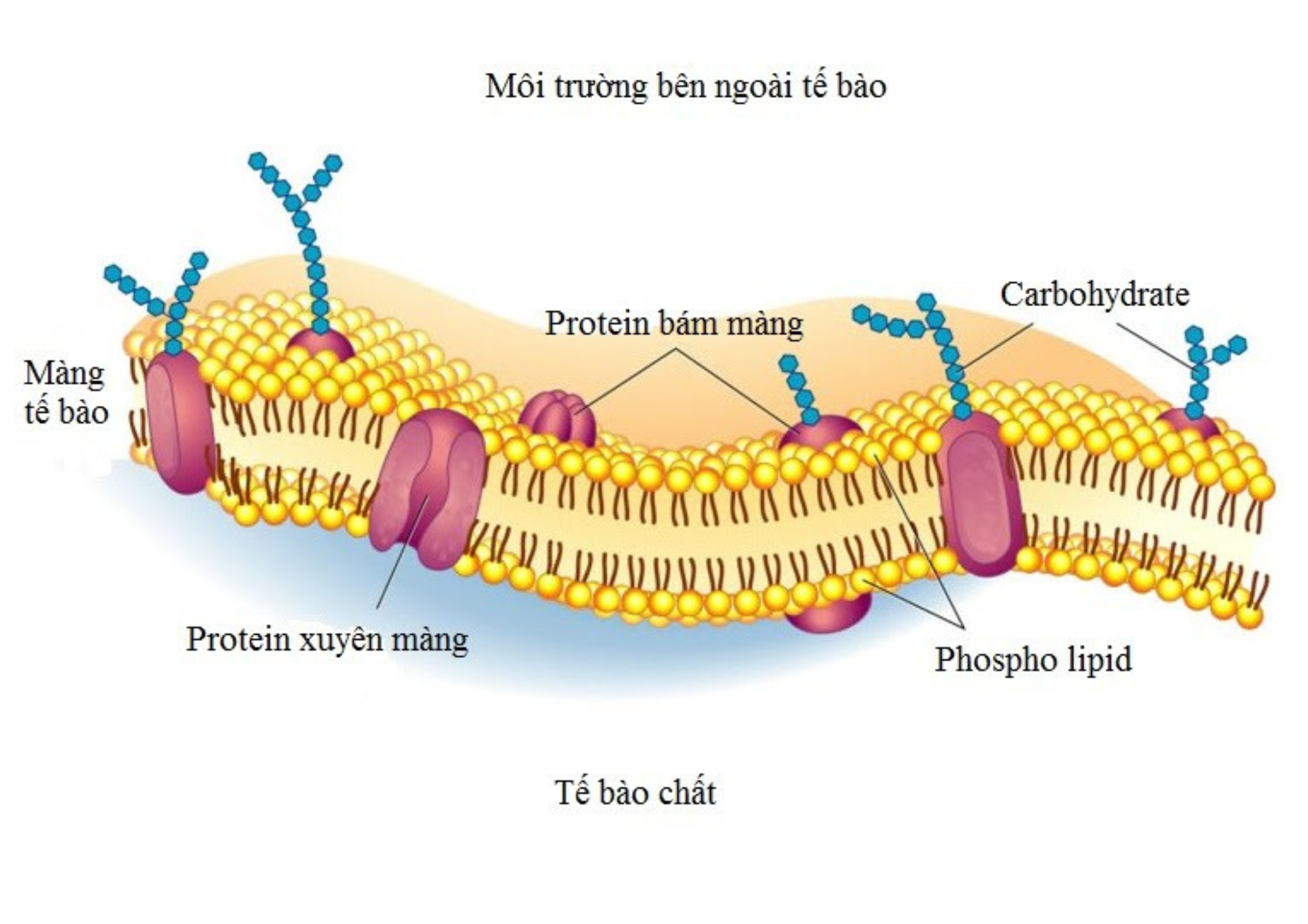 Phospholipid: dinh dưỡng thiết yếu cho sự phát triển của trẻ nhỏ và bà bầu